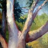 Collection Landscapes