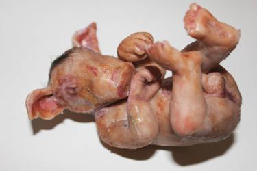 Pig Baby thumb
