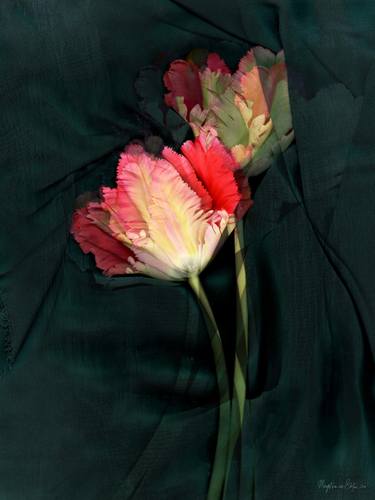 Original Still Life Photography by Margot van de Stolpe