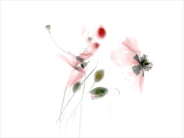 Original Floral Photography by Margot van de Stolpe