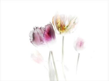 Original Floral Photography by Margot van de Stolpe