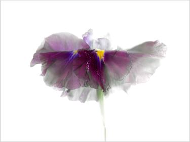 Original Floral Photography by Margot van de Stolpe