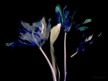 Original Figurative Floral Photography by Margot van de Stolpe