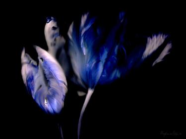 'Blue Tulip' – Hahnemühle FineArt print thumb