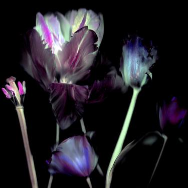 Original Figurative Floral Photography by Margot van de Stolpe