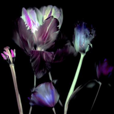 Original Floral Photography by Margot van de Stolpe