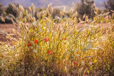 Original Photorealism Nature Photography by Nathan Dean
