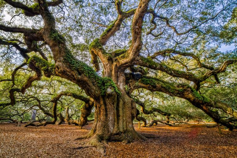 Angel Oak Photography by David A Dobbs | Saatchi Art