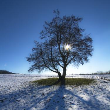Original Abstract Tree Photography by dora verlic