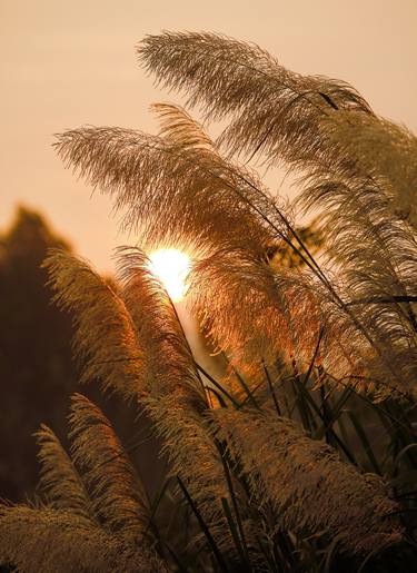 Print of Nature Photography by THAO Vu Xuan