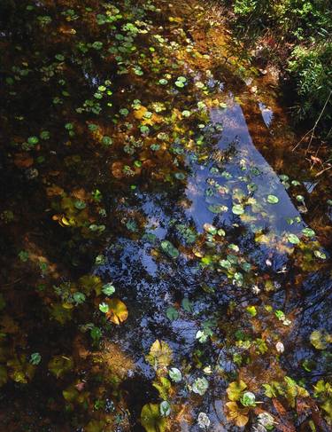 Original Fine Art Garden Photography by Thao Vu Xuan