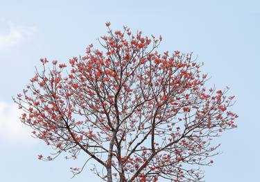 Original Fine Art Nature Photography by Thao Vu Xuan
