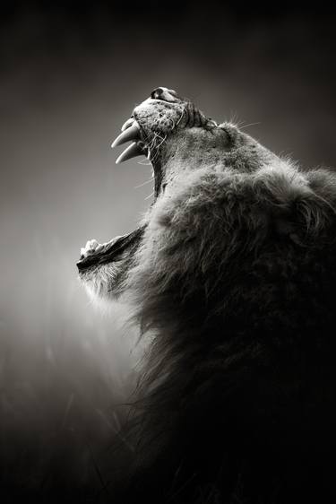 Original Animal Photography by Johan Swanepoel