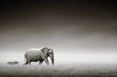 Original Animal Photography by Johan Swanepoel