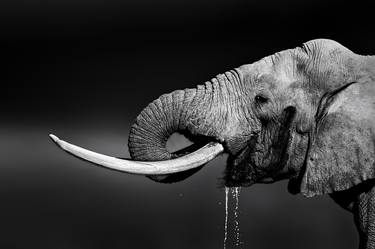 Original Animal Photography by Johan Swanepoel