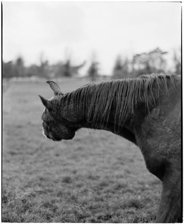 Original Fine Art Horse Photography by Jas Bednarski