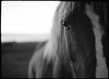 Original Horse Photography by Jas Bednarski