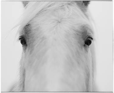 Original Fine Art Horse Photography by Jas Bednarski