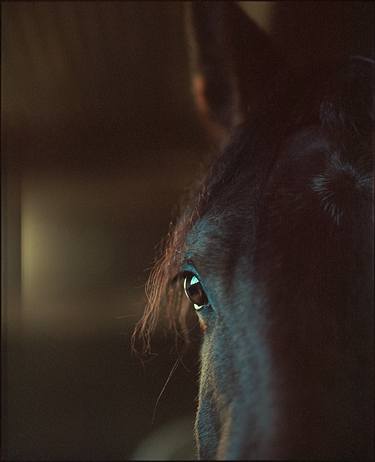 Original Horse Photography by Jas Bednarski