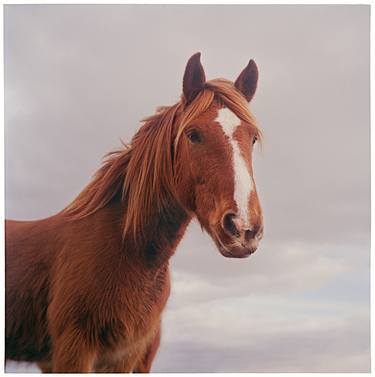 Original Fine Art Horse Photography by Jas Bednarski