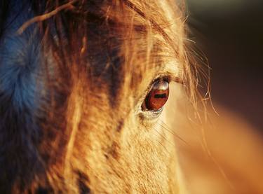 Original Fine Art Horse Photography by Jas Bednarski