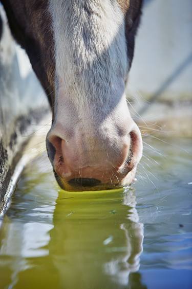 Original Horse Photography by Jas Bednarski