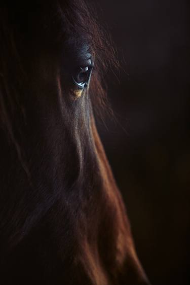 Original Fine Art Horse Photography by Jas Bednarski