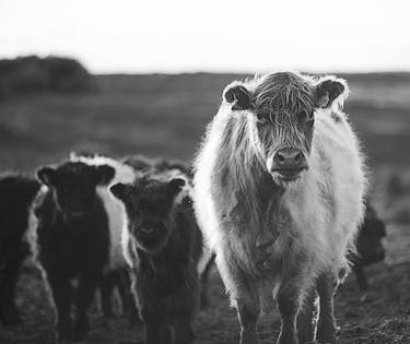 Original Cows Photography by Jas Bednarski