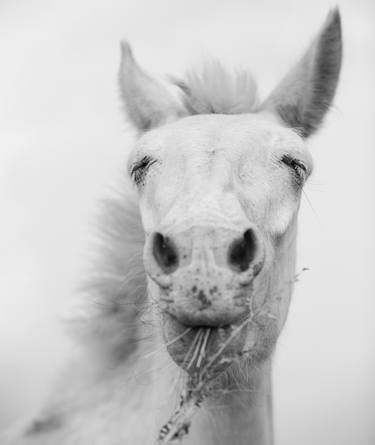 Original Portraiture Horse Photography by Jas Bednarski
