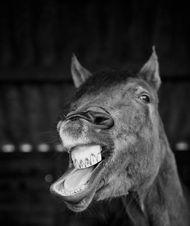 Original Documentary Horse Photography by Jas Bednarski
