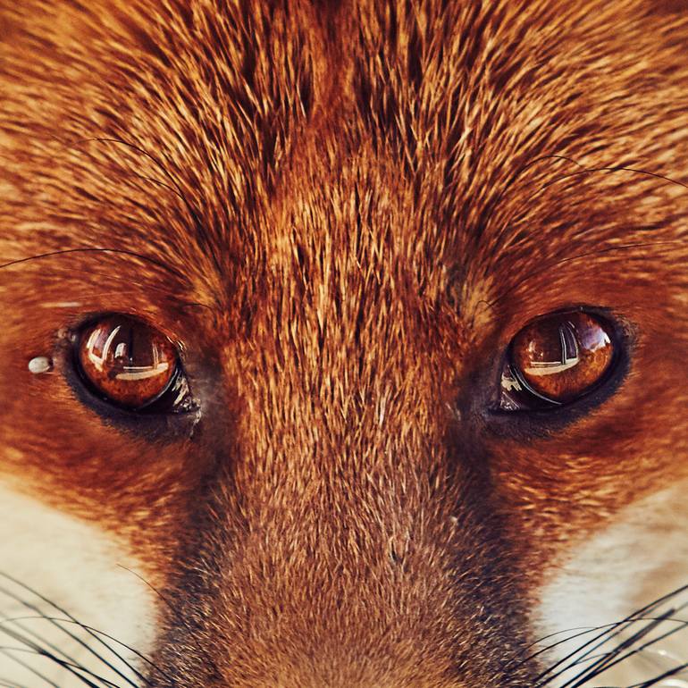 Original Documentary Animal Photography by Jas Bednarski