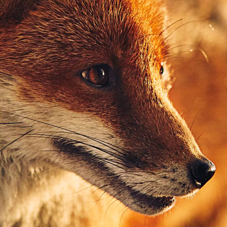 Original Documentary Animal Photography by Jas Bednarski