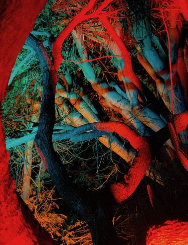 Print of Abstract Botanic Photography by Sophia Segal