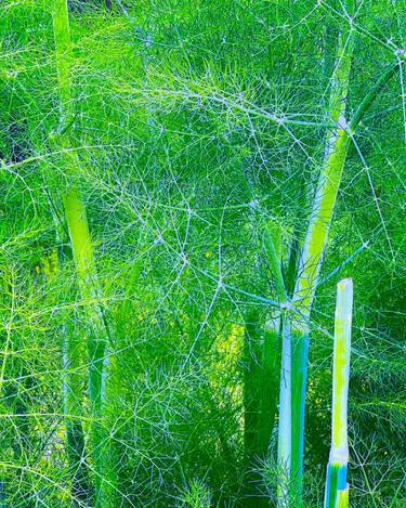 Original Abstract Nature Photography by Sophia Segal