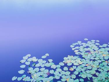 WATER FLOWERS, GERMANY - 57,1" x 76" - Limited Edition of 15 thumb
