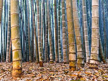 BAMBOO TWILIGHT, JAPAN - 31,9" x 42,5" - Limited Edition of 5 thumb