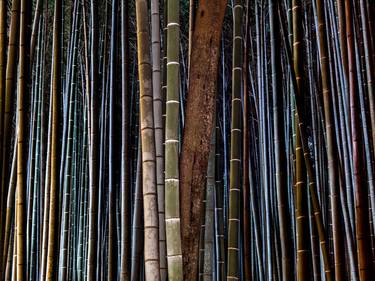BAMBOO TWILIGHT 2, JAPAN- 17,7" x 23,6" - Limited Edition of 5 thumb