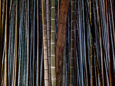 BAMBOO TWILIGHT 2, JAPAN - 31,9" x 42,5" - Limited Edition of 5 thumb