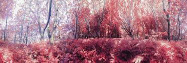 INFRARED FOREST ON THE ISLAND OF RÜGEN 1, 17,7" x 52,3" - Limited Edition 7 Photograph - Limited Edition of 7 thumb