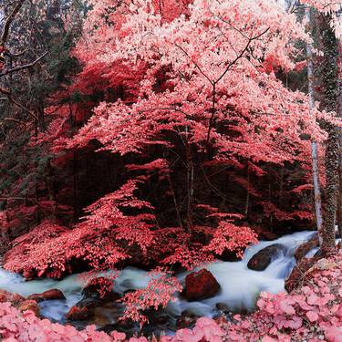 INFRARED BLACKFOREST 1, 24,8" x 24,8" - Limited Edition of 21 thumb
