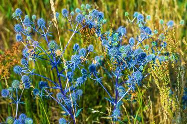 Wild flowers thumb