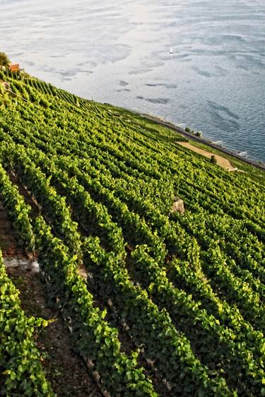 Vineyard in Lavaux and Lake Léman - Switzerland - Limited Edition 1 of 10 thumb