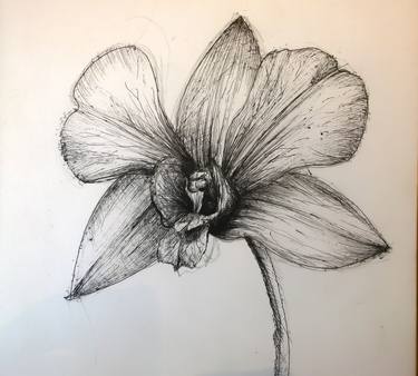 Original Floral Drawing by Carmel Shayle
