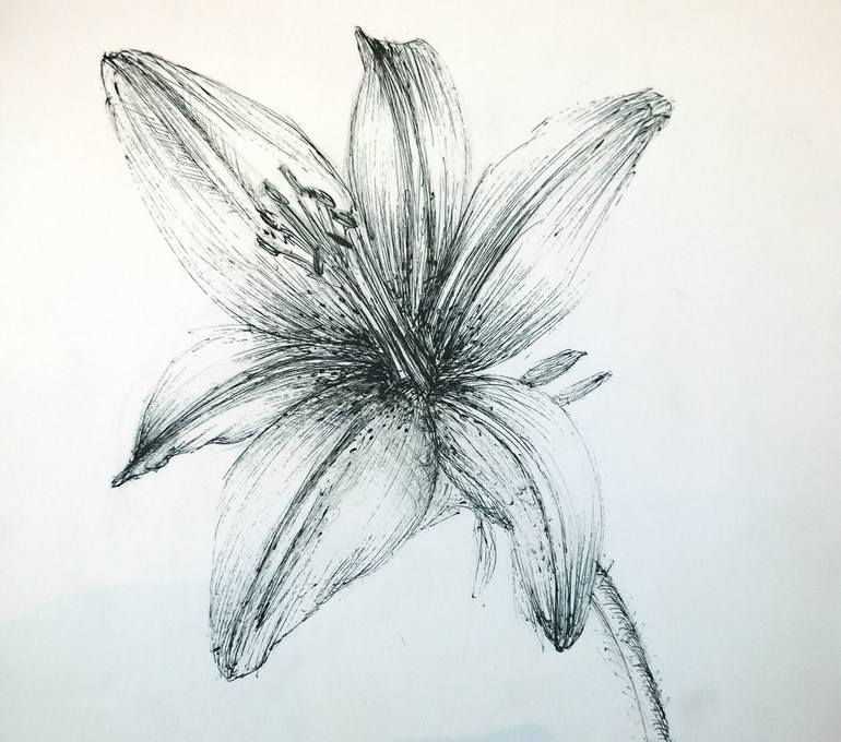 Lily(Fineliner) Drawing by Carmel Shayle | Saatchi Art