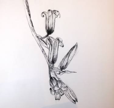Original Floral Drawing by Carmel Shayle