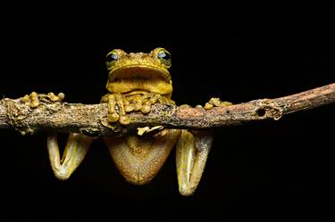 Manaus slender-legged tree frog thumb