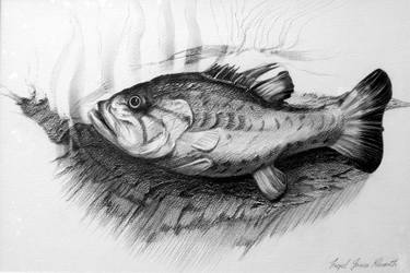 Original Realism Nature Drawings by Nigel James Kilworth