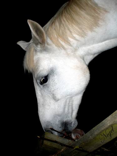 (White Horse) 2014 Digital Photography © Copyright Nigel James Kilworth. thumb