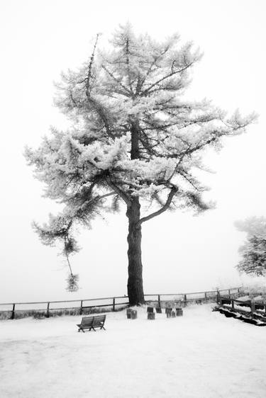 Original Fine Art Tree Photography by Kat Moser