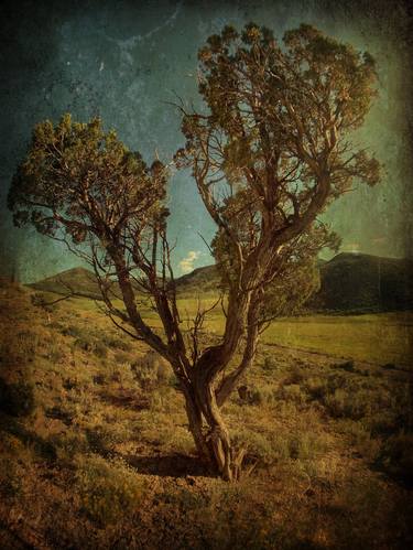 Original Fine Art Botanic Photography by Kat Moser